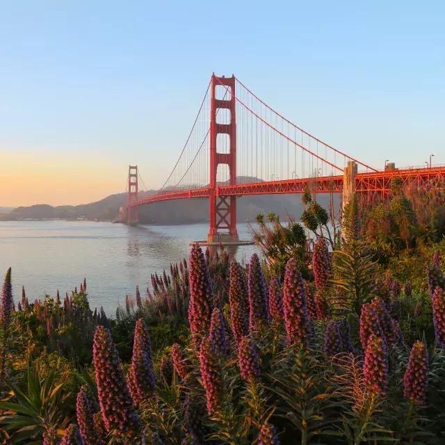 A Ponte Golden Gate é retratada 和 grandes flores em primeiro plano.